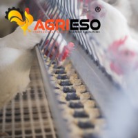 Équipement d'alimentation avicole commercial : Système d'alimentation pour poules pondeuses, ligne d'alimentation à chaîne et à plateaux pour élevages en cage libre