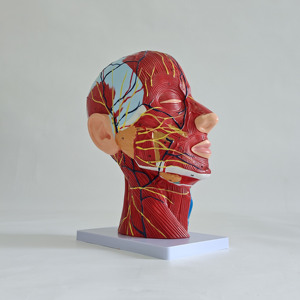 Modèle de mannequin visage et cou avec muscles, nerfs et vaisseaux superficiels - Product Image 1