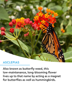 Wildflower 25,000 Bulk Flower 18 Variety Pack pour colibris et papillons Pots au design moderne pour l'extérieur et la maison - Product Image 6
