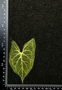 หัวลูกศร/ต้นมะยม/เนปไทริส/เอเวอร์กรีนแอฟริกัน/อเมริกันใบไม้แห้งกรอบงานศิลปะกดดอกไม้ - Product Image 6