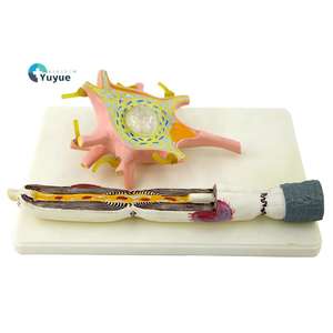 Componentes detallados de microscopía electrónica de modelo de célula neuronal de gran aumento 2500x que incluyen equipo educativo Axon - Product Image 1