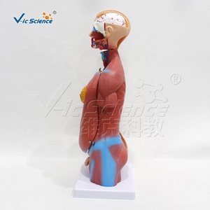 Modèle de torse humain homme/femme de 45 cm, 23 parties détachables, modèle d'enseignement médical d'anatomie avec fœtus en PVC - Product Image 2