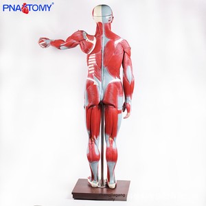 Modelo Muscular de <span class=keywords><strong>Cuerpo</strong></span> Completo de 170 cm, Figura Muscular para Enseñanza Anatómica, Torso <span class=keywords><strong>Humano</strong></span> <span class=keywords><strong>con</strong></span> Órganos Internos, Modelo de Anatomía, Herramienta Especial - Product Image 3