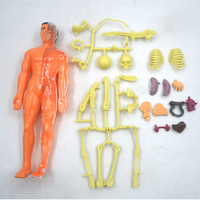 Juguete STEM, Modelo de Cuerpo Humano Transparente para Niños, Anatomía Humana, Modelo de Cuerpo Humano