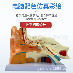 Modelo didáctico de amplificación del oído humano; anatomía del oído humano; oído externo, medio e interno; sistema auditivo; estructura del oído - Product Image 5