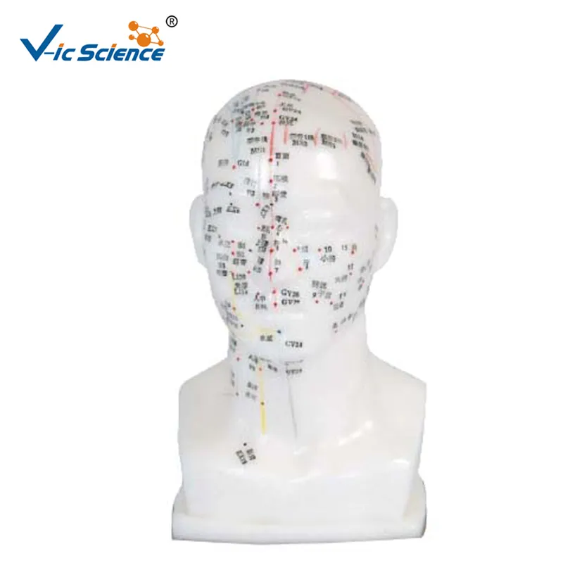 Umweltfreundliche PVC Medizinische Lehre Modell 20cm Menschlichen Kopf Akupunktur Modell