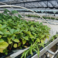 Système hydroponique de culture en lit de culture Tidal Nursery Bed, table de culture et plateaux de marée pour plantes, banc roulant à plateaux de marée 4*8