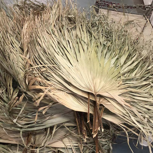 Decoraciones nórdicas para bodas, arreglos florales para paisajismo, hojas de <span class=keywords><strong>palma</strong></span> grandes secas al aire, adornos de hojas de <span class=keywords><strong>girasol</strong></span>, abanico de flores secas - Product Image 5