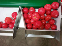 Automatische Tomaat Citroen Fruit Groente Sorteerder Olijf Perzik Sorteermachine Aardappel Sorteermachine