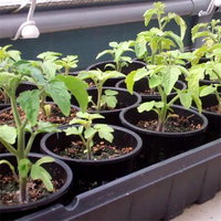 Pots hydroponiques en filet de 60x55 mm pour la culture des plantes, la germination des graines et la culture des légumes