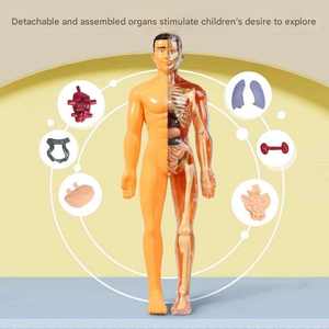 Modelo <span class=keywords><strong>humano</strong></span> desmontable ciencia STEM anatomía músculos extraíbles órganos <span class=keywords><strong>huesos</strong></span> conjunto DIY modelo de <span class=keywords><strong>cuerpo</strong></span> <span class=keywords><strong>humano</strong></span> interactivo - Product Image 5