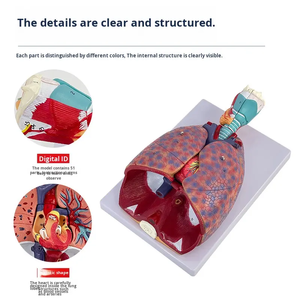 Modello di Chirurgia Toracica in PVC Medico, Sistema Respiratorio Umano, Gola, <span class=keywords><strong>Cuore</strong></span>, Tiroide, Organi Interni, <span class=keywords><strong>Educazione</strong></span> Scientifica - Product Image 3