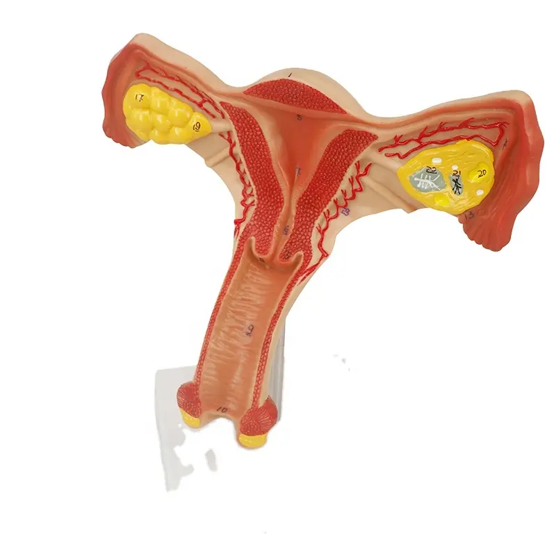 여성 내부 생식기 의료 디스플레이 교육을 위한 자궁 및 난소 해부학적 모델