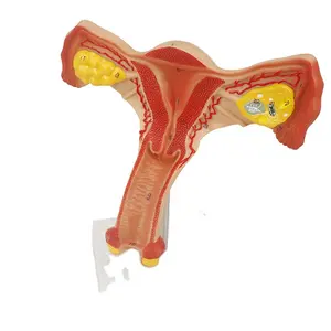 Female Internal Genital Organs Uterus and Ovary Anatomical Model for Medical Display Education