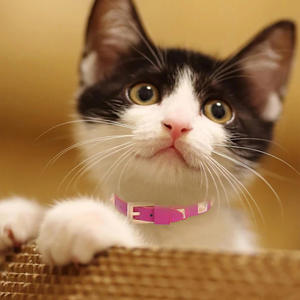 Küçük ve orta boy evcil hayvanlar için en çok satan <span class=keywords><strong>Pet</strong></span> inek derisi deri perçin yaka, çok renkli - Product Image 6