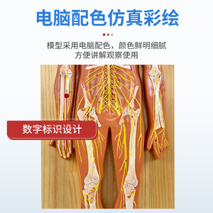 Modelo Anatómico del Sistema Nervioso Humano: Sistema Nervioso Central, Cerebro, Médula Espinal; Anatomía Sistémica del Sistema Nervioso Central - Product Image 5