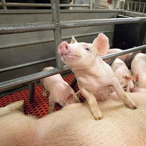 Nuova Gabbia per il Parto <span class=keywords><strong>2026</strong></span> per Scrofe, Recinto Automatico per Allevamento Suini con Mangiatoia, Attrezzatura per l'Allevamento di Maiali - Product Image 3