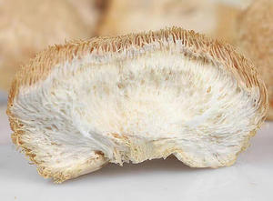 2023 Produk Laris Ekspor DETAN Jamur Surai Singa Organik Kering Jamur Surai - Product Image 5