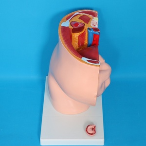 Anatomie du squelette humain, <span class=keywords><strong>grossesse</strong></span> maternelle, développement embryonnaire, utérus, système reproducteur, bassin féminin, fœtus <span class=keywords><strong>de</strong></span> 9 mois, PVC, écoles - Product Image 4