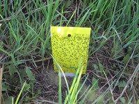 Pherobio Double-Face Orchard Fly Glue Catcher Board UV Light Moth Trap