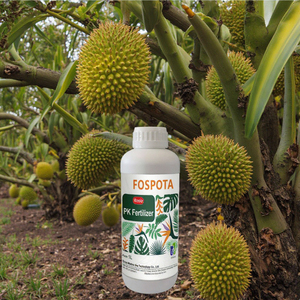 Hochreiner Organischer Phosphor-Kalium Flüssigdünger PH 8-9 Schnellfreisetzend <span class=keywords><strong>Rosia</strong></span> Marke Speziell Entwickelt zur Durian-Ertragssteigerung - Product Image 3
