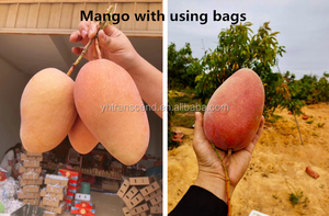 <span class=keywords><strong>Sacs</strong></span> en papier pour la protection des mangues, <span class=keywords><strong>sacs</strong></span> de protection pour la culture des fruits, <span class=keywords><strong>sacs</strong></span> de protection pour les mangues - Product Image 3