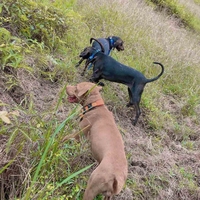 Nouveau collier de chien étanche IP67 personnalisé en gros dispositif de suivi GPS de 10 milles de portée 4G GSM fabriqué à partir de silicone pour chiens de chasse