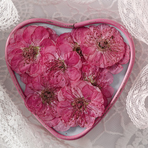 12 pièces/sac fleur de prunier carte faisant des fournitures résine bijoux plante naturelle écologique vraie fleur pressée - Product Image 5