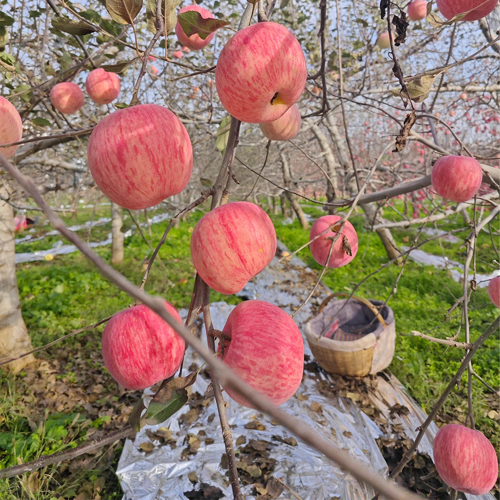 2024 Geschenkdoos Vers Fruit Rode Fuji En Koninklijke Gala Appels Concurrerende Exportprijzen In China