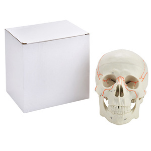 Le fabricant vend en gros des modèles de simulation médicale pour l'enseignement, incluant des crânes numériques et des crânes anatomiques pour adultes. - Product Image 5