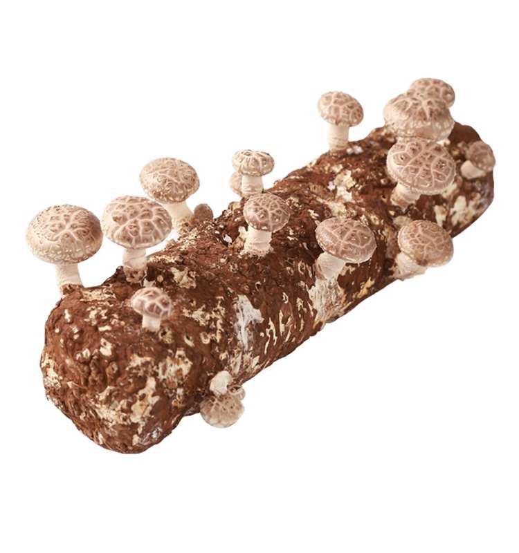 seeds_for _sale mycelium for growing shitake mushroom spawn