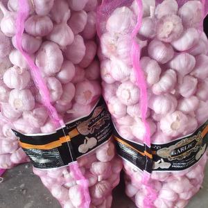 Produttori di aglio fresco normale aglio bianco in confezione sfusa - Product Image 3