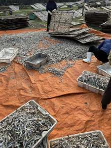 Anchois séchés de qualité supérieure, exceptionnellement propres, parfaits pour la création d'une base de saveur authentique et polyvalente. - Product Image 4