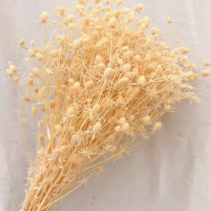 <span class=keywords><strong>Flor</strong></span> Seca Decorativa al por Mayor, <span class=keywords><strong>Flor</strong></span> de Ajenjo Marino Ensilada para Arreglos Florales y Decoraciones de Boda - Product Image 5