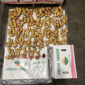 Gừng Tươi Trưởng Thành Cây Trồng Mới Giá Gừng Cũ Trung Quốc Từ Sơn Đông Từ CN;SHN T/T, L/C 1 * 20'FT 13.6Kg 13.6Kg/Thùng 150G Trở Lên - Product Image 3