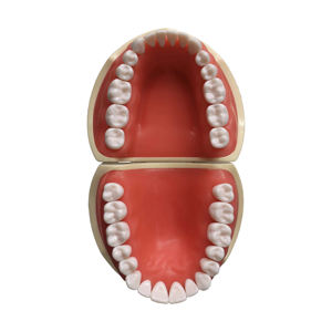 Modelo de Dientes para Prácticas de Preparación Dental, Tipo Nissin, Modelo de Estudio Dental con Encía Suave - Product Image 1