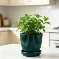 Joli petit pot de fleurs circulaire moderne en PP avec trous de drainage, durable, capacité de 0,61 L, pour la maison, le bureau, la terrasse et les plantes succulentes