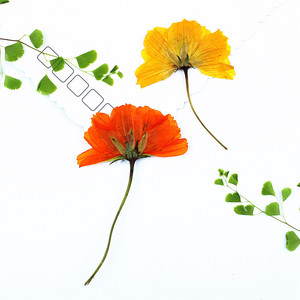 Cosmos Seco Prensado Lateralmente con Tallos, Flores Naturales de Cosmos para Fabricación de Velas, Inclusiones en Jabón, Resina Epoxi y Decoración Artesanal - Product Image 5
