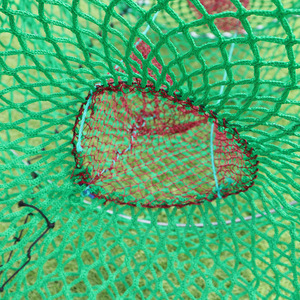 Pièges à Centolla <span class=keywords><strong>en</strong></span> Maille Noire et Verte de 1,3m, 1,4m, 1,5m - Product Image 2