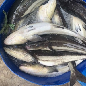 ปลาโคเบียสดแช่เย็น HGT headless gutted หางตัดอาหารทะเลสำหรับการจัดหาจำนวนมากขายส่งการส่งออก - Product Image 6