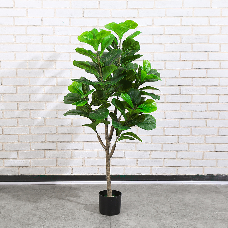 Ficus lyrata 140cm en Y avec pot