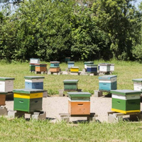 Ruche Langstroth en bois pour l'équipement d'apiculture, en pin/paulownia, 8 ou 10 cadres avec boîte profonde, prix abordable