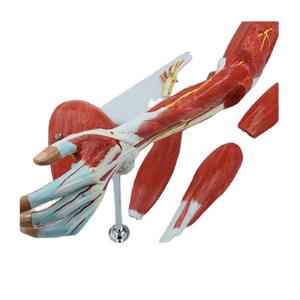जीवन आकार हाथ शरीर रचना मॉडल उन्नत pvc 76x23x12 सेमी वैज्ञानिक शारीरिक मांसपेशियों के 7 भाग - Product Image 4