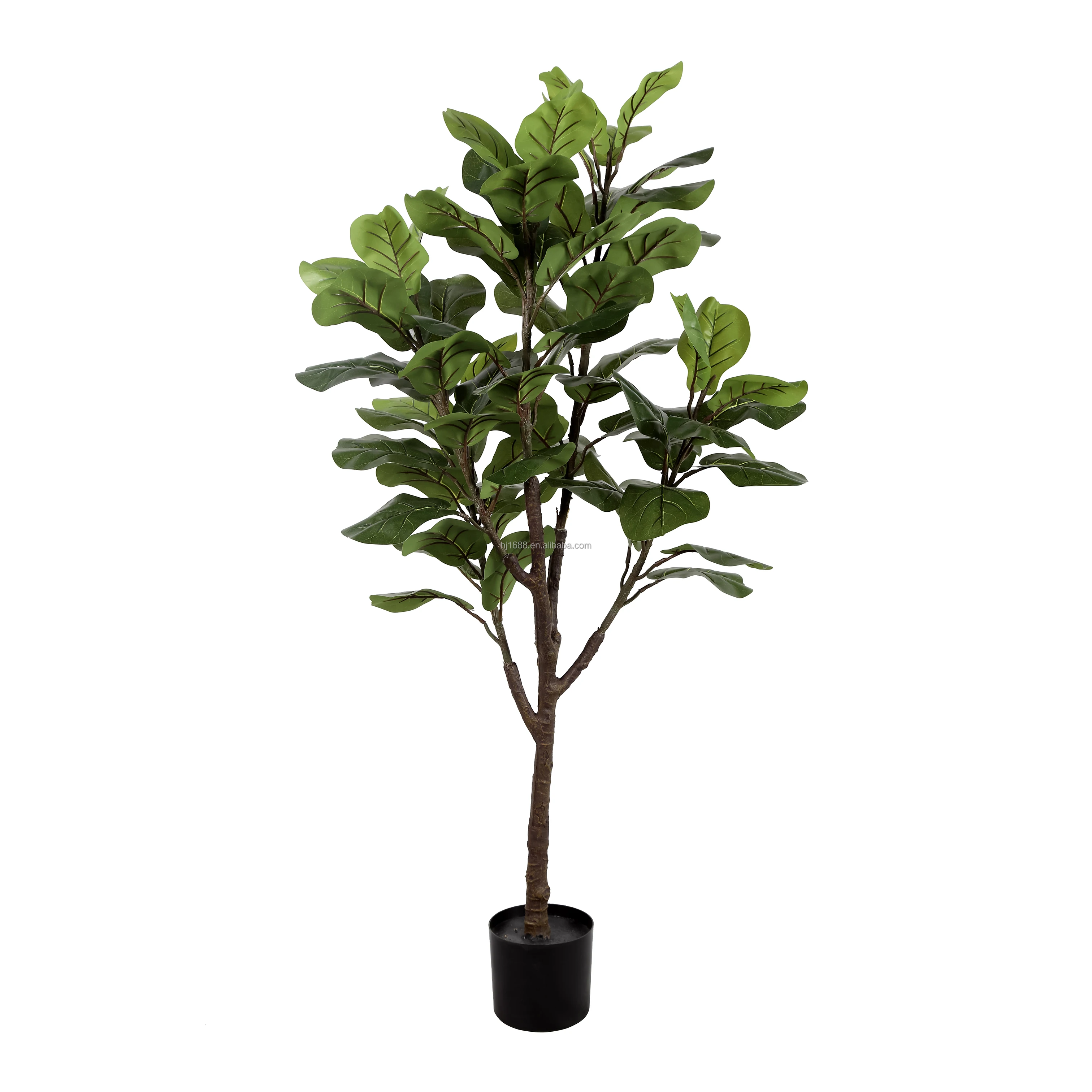 ficus fresh live plants