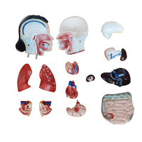 Anatomía médica de 42CM, modelo de anatomía del Torso humano femenino, 15 piezas para enseñanza médica