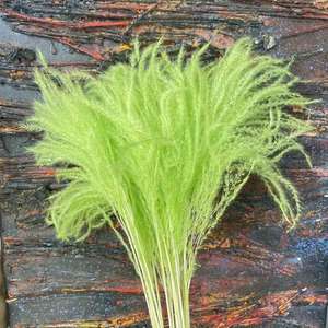 Flor de Pampa seca superventas, flores de caña seca Bohemia, fragmitas esponjosas para decoración de boda - Product Image 6