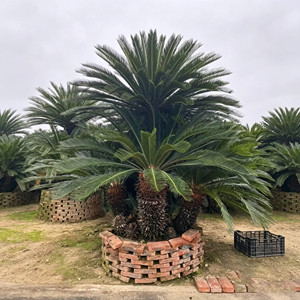 Palmera Cycas para Paisajismo, Proveedor de Plantas Naturales de Vivero, Bonsái Grande, Palmera Sago Perenne para Decoración de Jardines Urbanos - Product Image 4