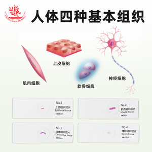 Los cuatro tejidos básicos del cuerpo humano (libro de biología para secundaria): preparados de observación, material didáctico, epitelio - Product Image 3