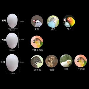 2024 mới nóng bán thuận tiện số lượng lớn tổng hợp nhựa chim Trứng chim bồ câu Trứng chim Hoàng Yến - Product Image 5