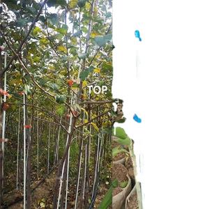 Tiges en fibre de verre pour support d'arbre extérieur - Product Image 6